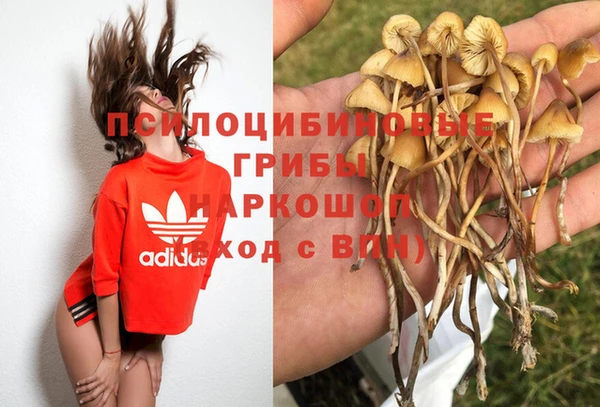 индика Абаза