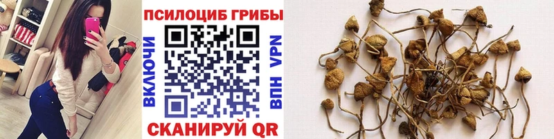 Псилоцибиновые грибы мицелий  что такое   Новоаннинский 